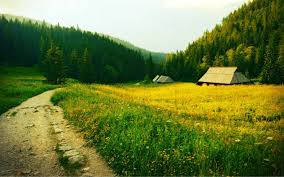 Тенелюбивые клумбовые цветы