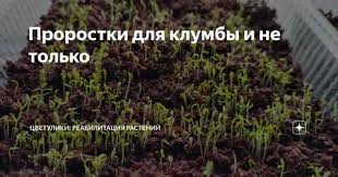 Антуриум: описание, виды, выращивание и размножение