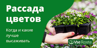 Аквагрунт для цветов как использовать