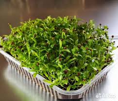 Что лучше сажать после клубники